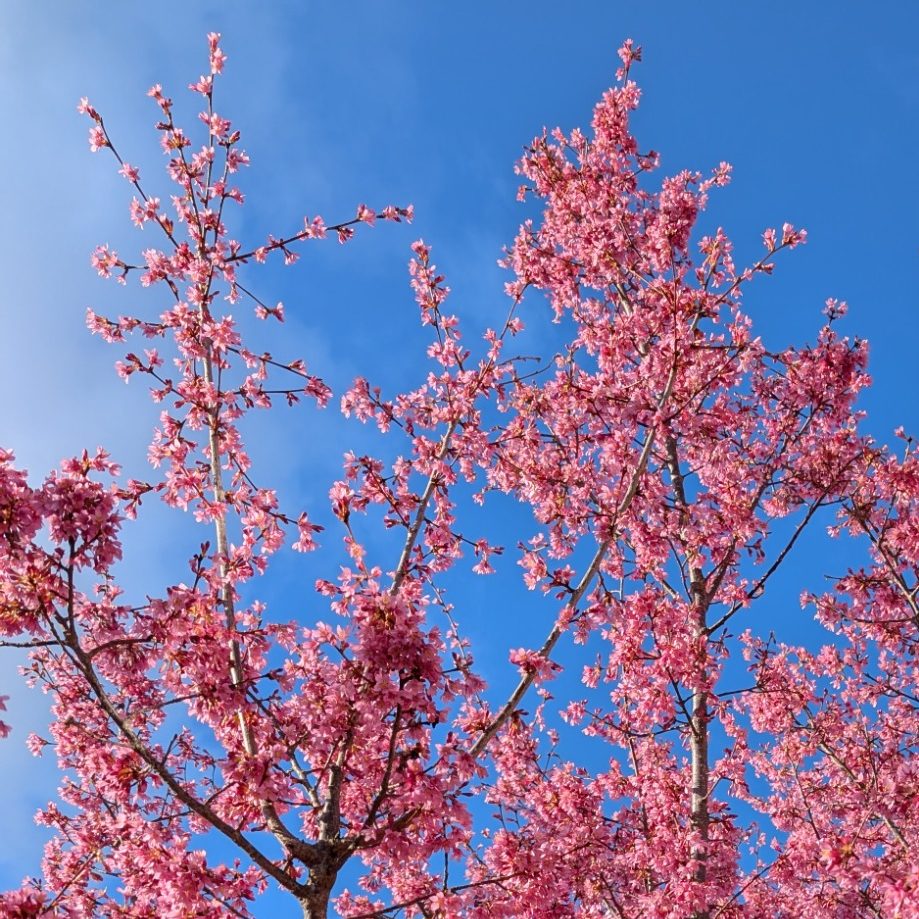 pregnancy doula support Gloucestershire